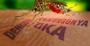 aedes-dengue-zika-chi718436079.jpg